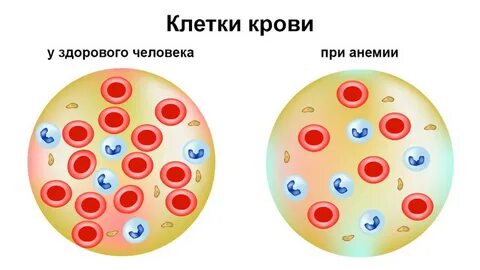 Сколько у здорового человека должно быть клеток
