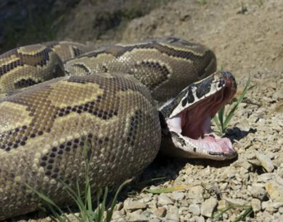 Fred asked are those snakes. Анаконда. Сетчатый питон Королевская Кобра.