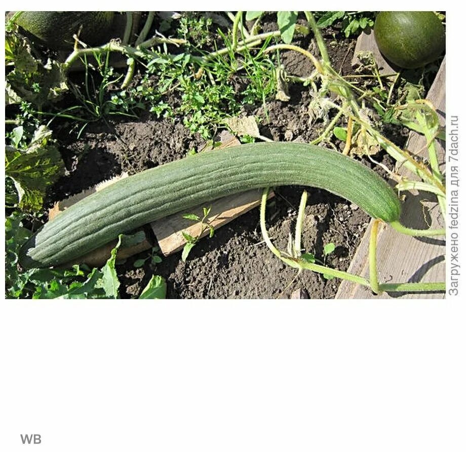 огурдыня нектарин. огурдыня карозелло. люффа египетская. огурдыня сорта. огурдыня королева анна.