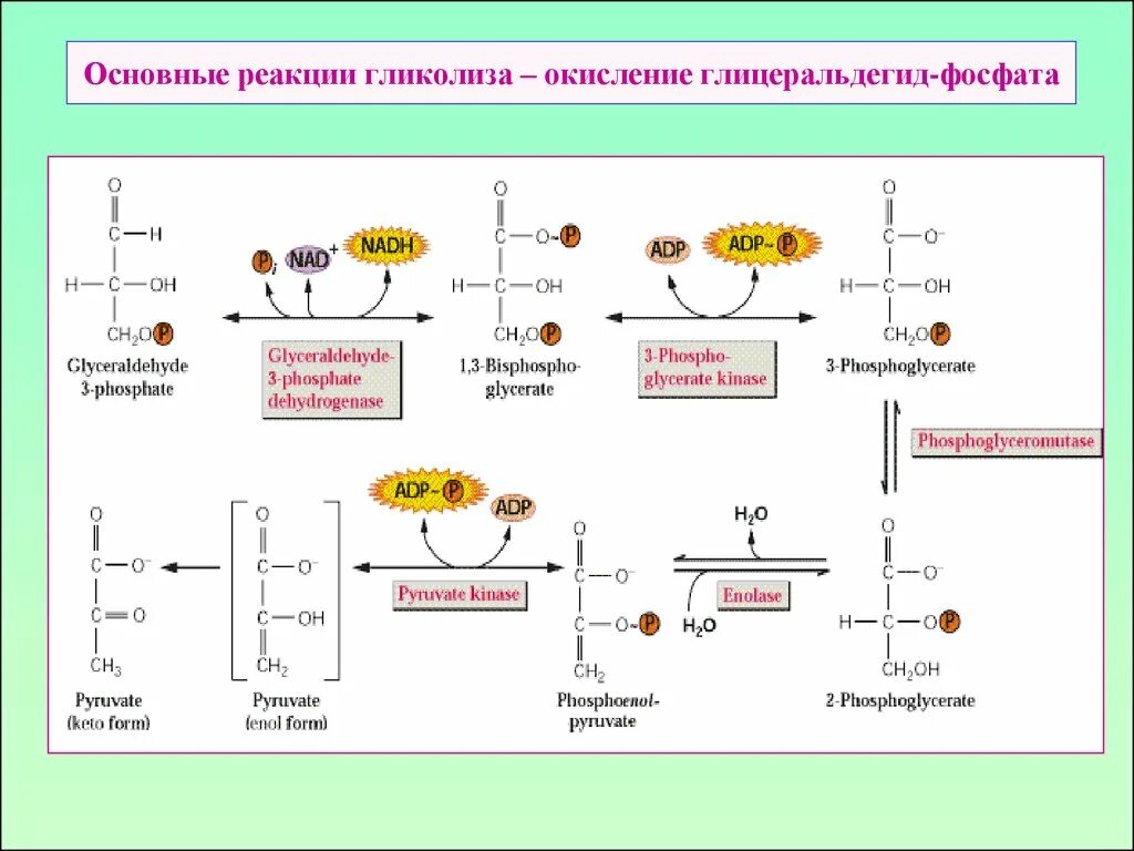 Реакция окисления гликолиза