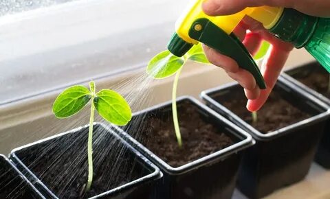 Время рассады: что, куда и когда сеять?