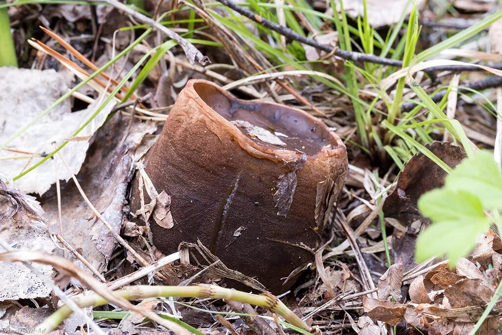 Молодильный гриб саркосома. Саркосома шаровидная Sarcosoma globosum. Саркосома шаровидная гриб. Молодильные грибы Саркосома шаровидная. Саркосома шаровидная Sarcosoma globosum (Schmidel) Rehm.