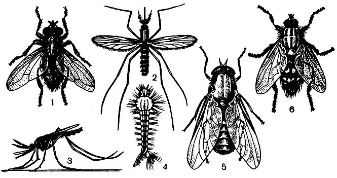 Двукрылые мухи. Отряд насекомых Двукрылые представители. Отряд Двукрылые комары. Комар малярийный комар членистоногие двукрылые