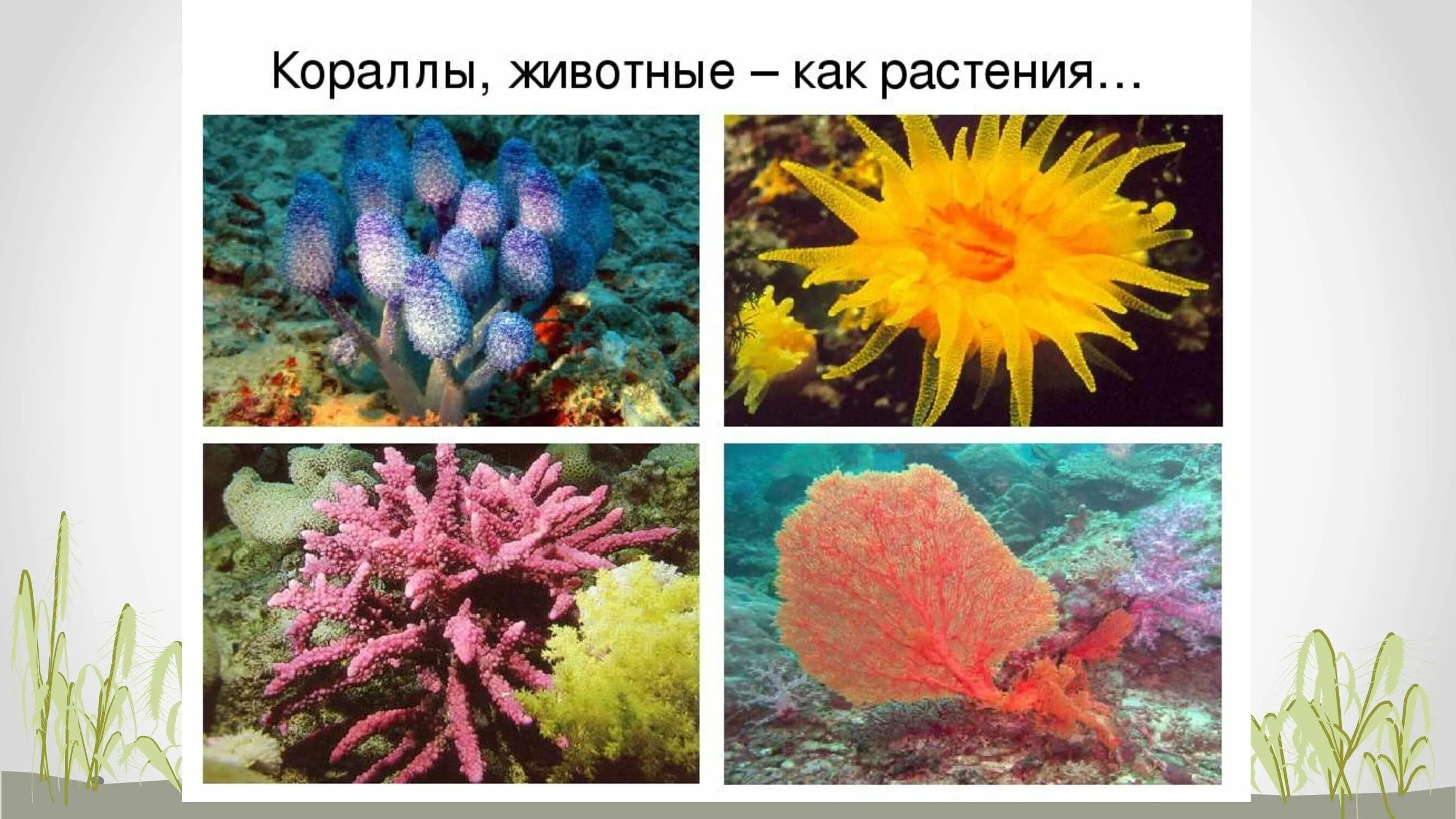 Обитатели океана презентация. Морские растения. Морские растения и животные. Растения морей и океанов. Растения обитатели морей и океанов.