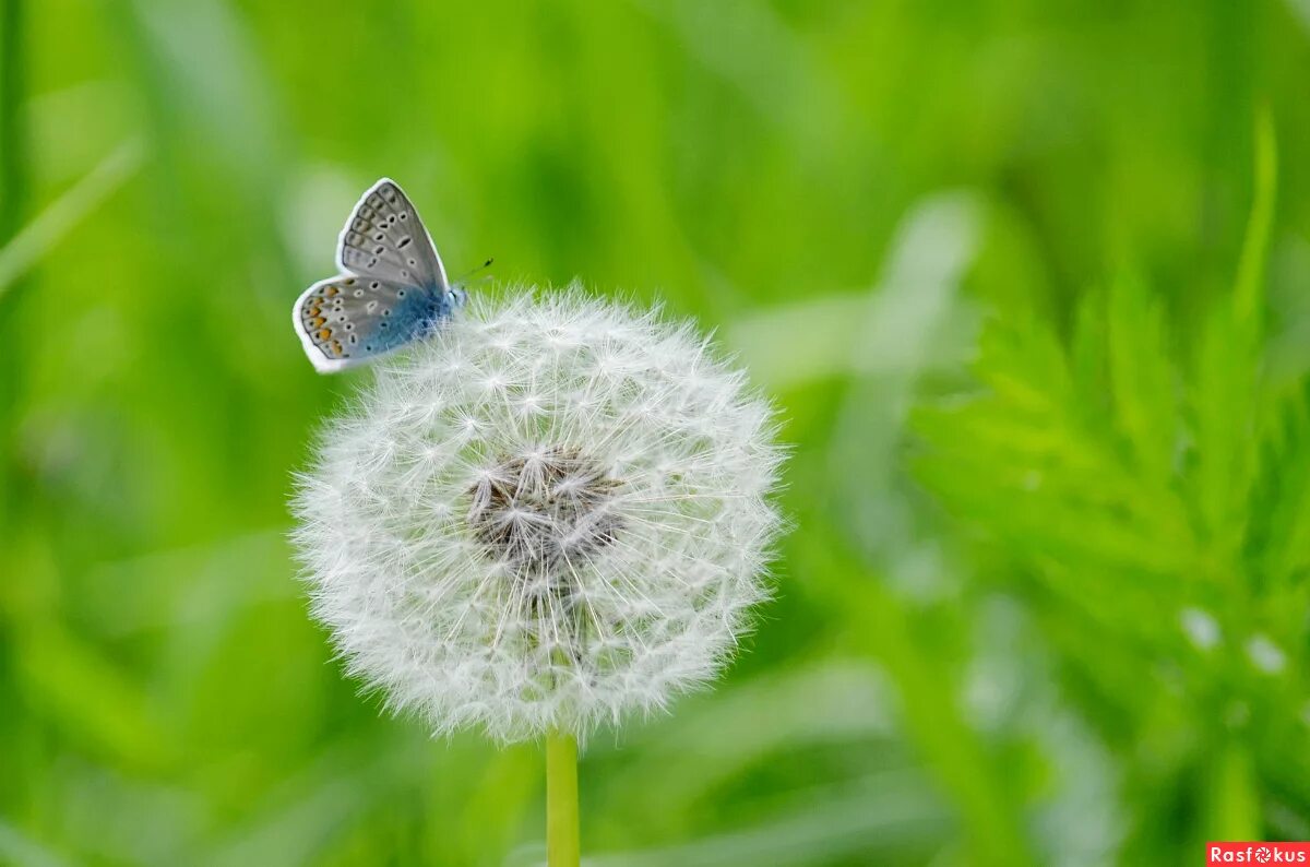 желтая бабочка на одуванчике. насекомое похожее на одуванчик. бабочка на одуванчике. одуванчик бабочка. лето бабочки.