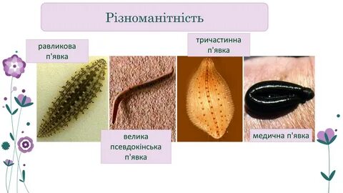 Виды пиявок