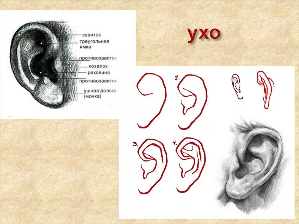 Рассмотрите схематичные изображения уха человека. Схема построения уха. Строение уха пластическая анатомия. С построение человеческого уха. Анатомия уха для рисования.
