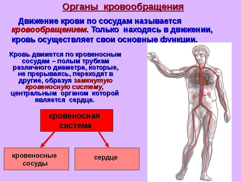 Специалист по венам и сосудам как называется. Специалист по венам и сосудам как называется
