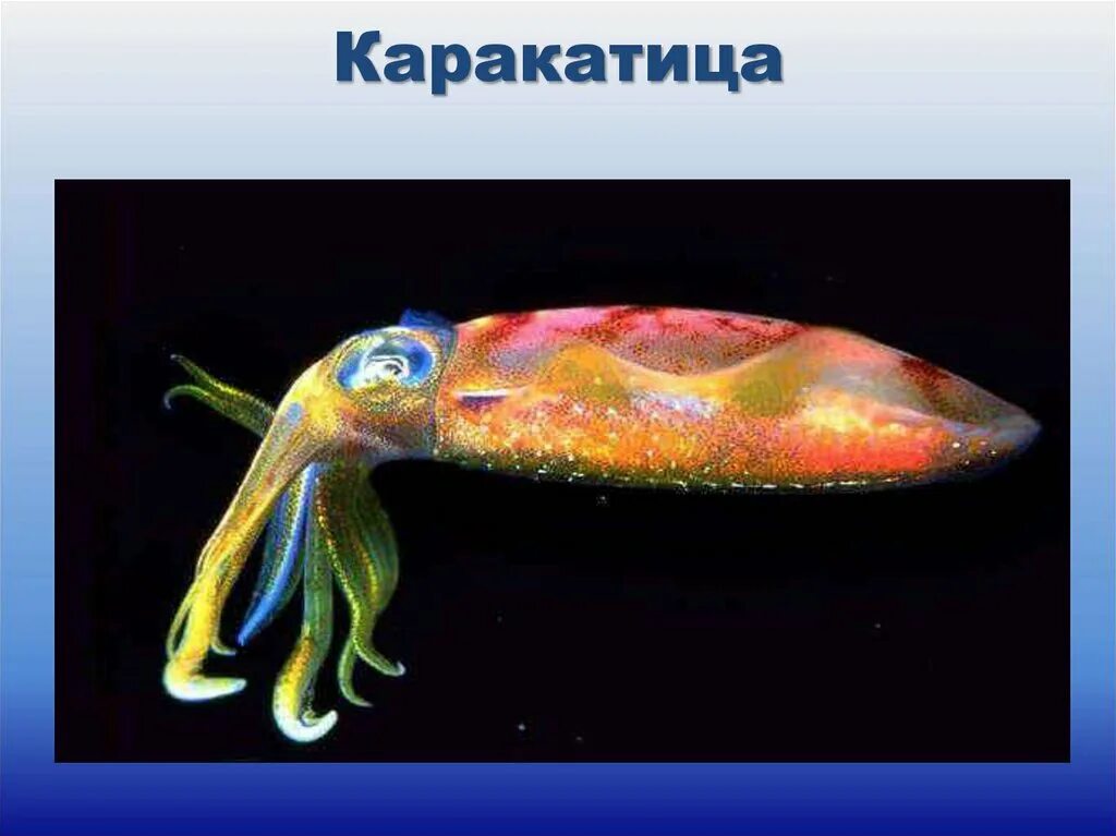 Каракатица реактивное движение. Кальмар осьминог каракатица. Каракатица моллюск строение. Анатомия каракатицы. Каракатица организм