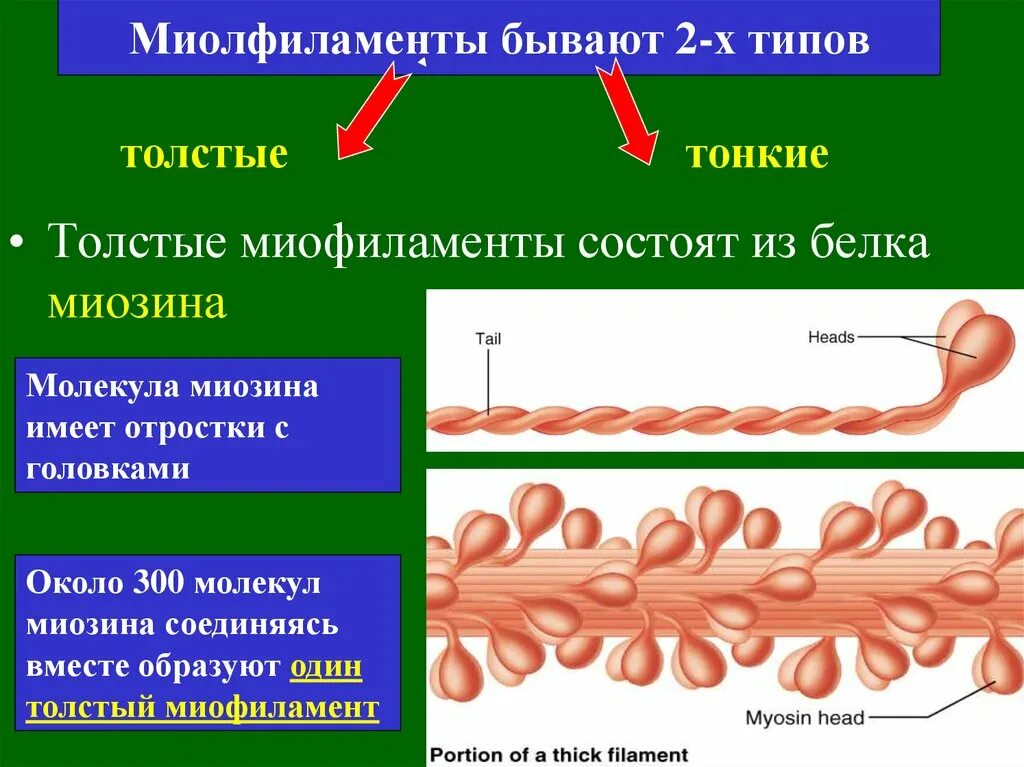 Актин состоит. Миофиламенты актин и миозин. Тонкие миофиламенты. Строение молекулы миозина.