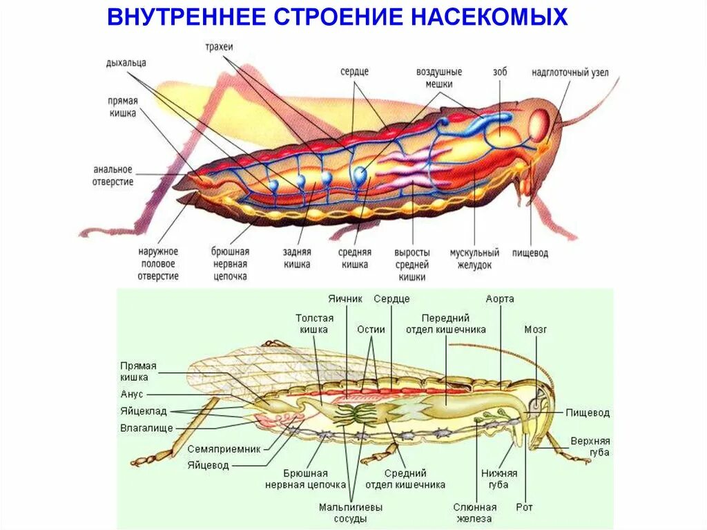 Внешнее и внутреннее строение насекомых. Внешнее и внутреннее строение насекомого биология 7 класс. Внутреннее строение насекомых 7 класс биология. Внутреннее строение кузнечика схема. Насекомое работающее на компетентные органы