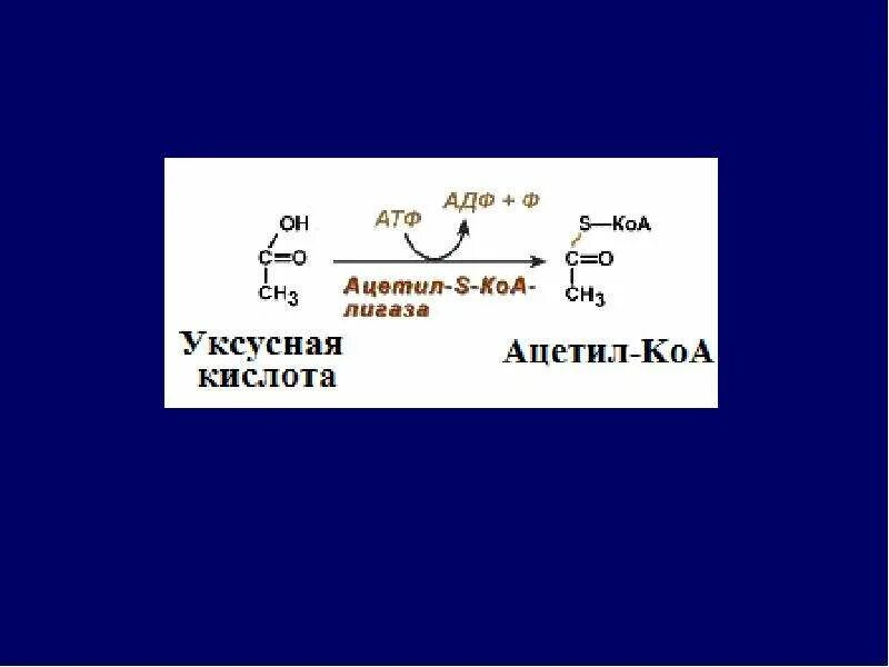 Образование ацетил КОА из уксусной кислоты. Превращение уксусной кислоты в ацетил КОА. Уксусная кислота в ацетил КОА. Ацетил КОА из уксусной кислоты.