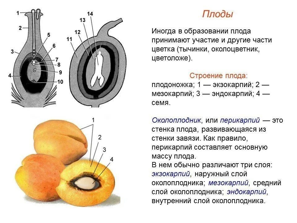 Строение плода околоплодник. Функции семян и плодов зародыша. Строение плода экзокарпий. Строение плода покрытосеменных. Строение односемянного плода.