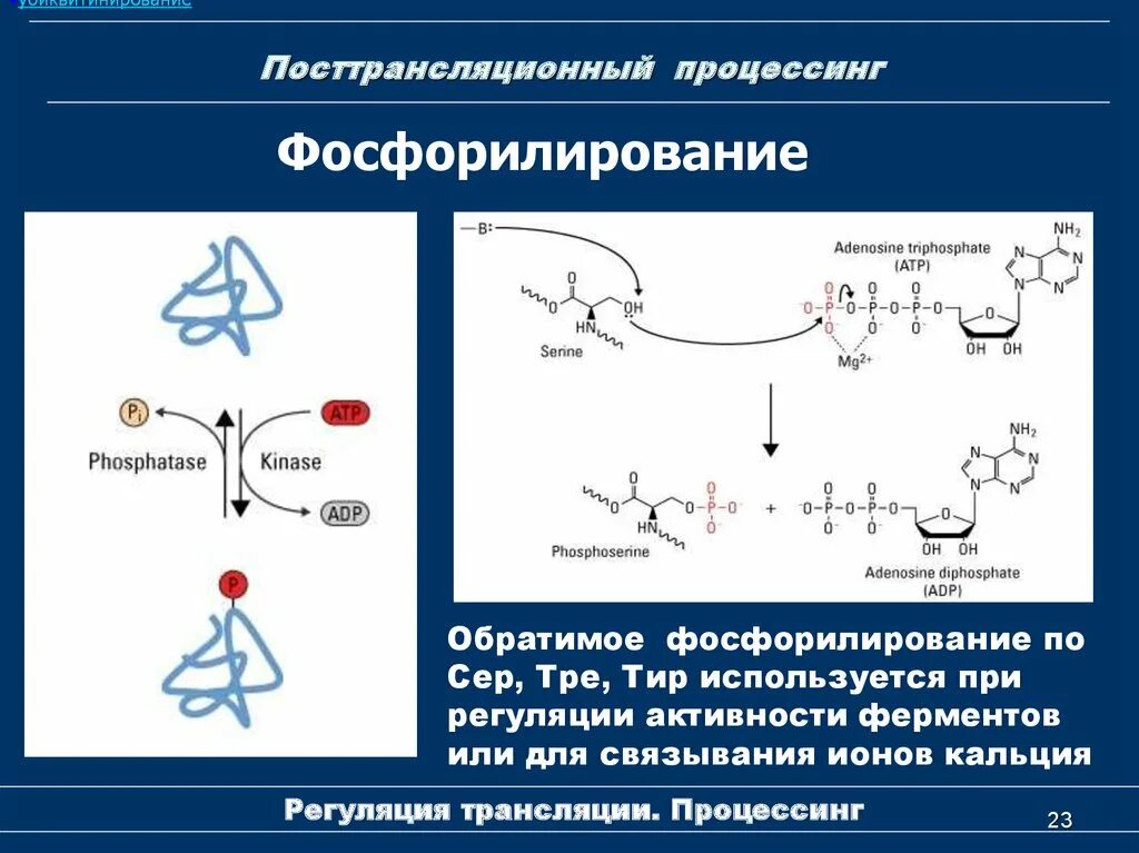 Посттрансляционная модификация полипептидной цепи. Убиквитинирование гистонов. Посттрансляционные модификации белков. Посттрансляционный процессинг белков. Процессинг синтез