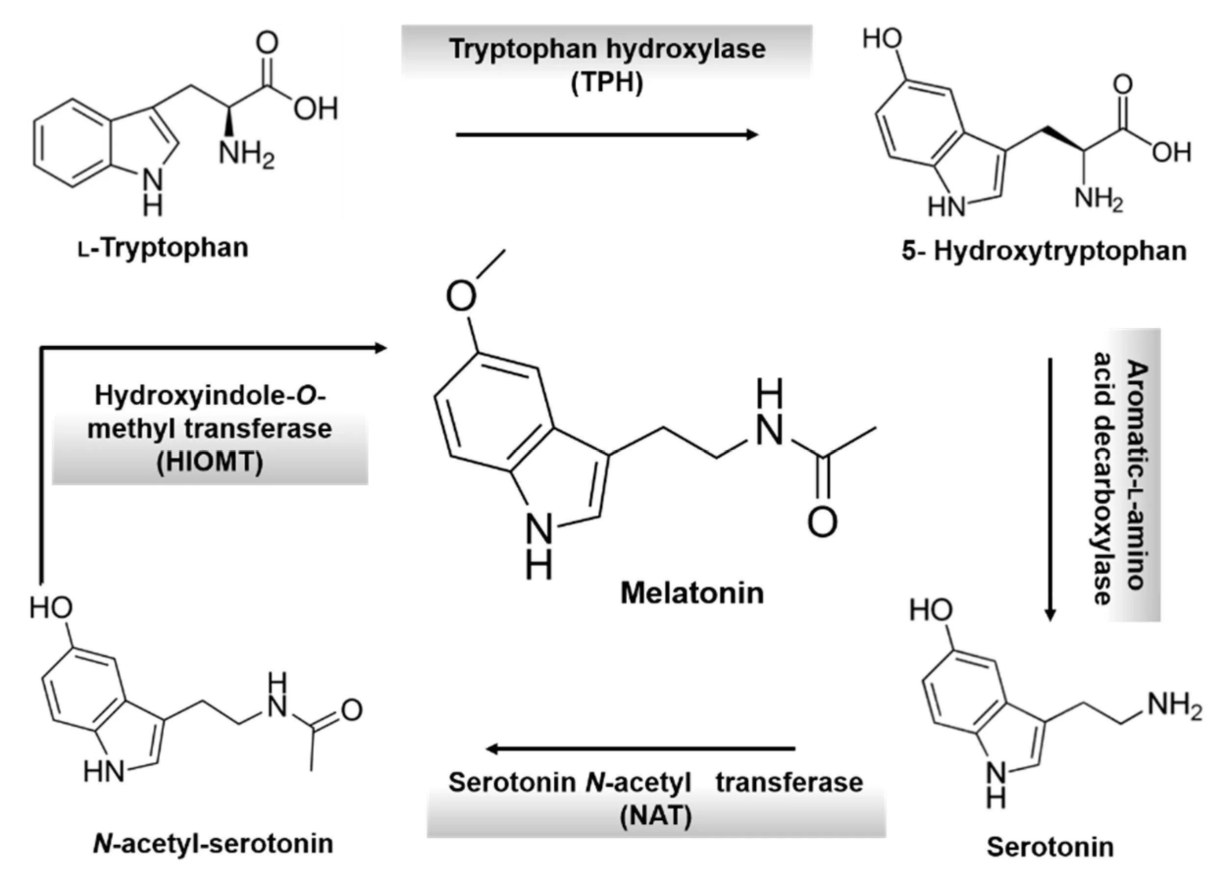 Синтез мелатонина. Мелатонин из триптофана. Мелатонин формула биохимия. Триптофан гидроксилаза. Кинурениновый путь триптофана.