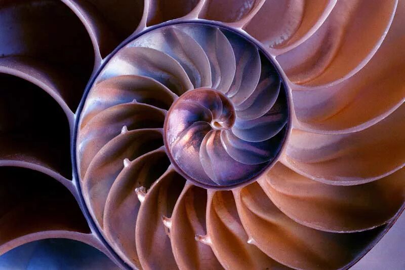 Nautilus pompilius моллюск золотое сечение. Nautilus pompilius моллюск золотое сечение. ракушка спираль. раковина наутилуса помпилиуса. раковина наутилуса золотое сечение.
