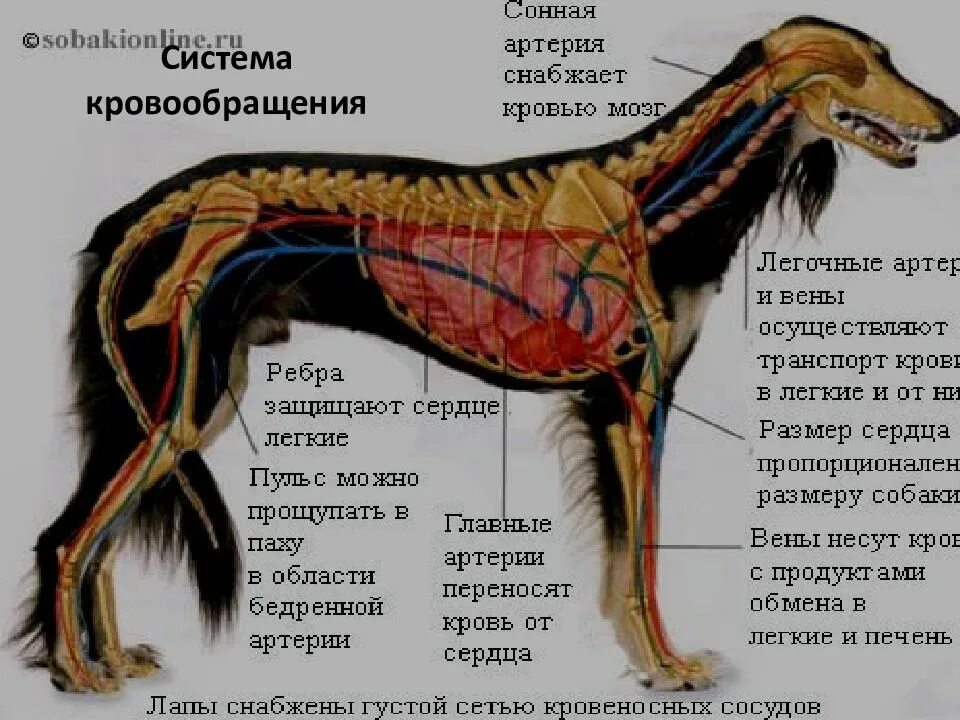 Кровеносная система собаки анатомия. Внутреннее строение собаки кровеносная система. Кровеносная система у собаки конечности. Строение кровеносной системы собаки. Сердце собаки расположено
