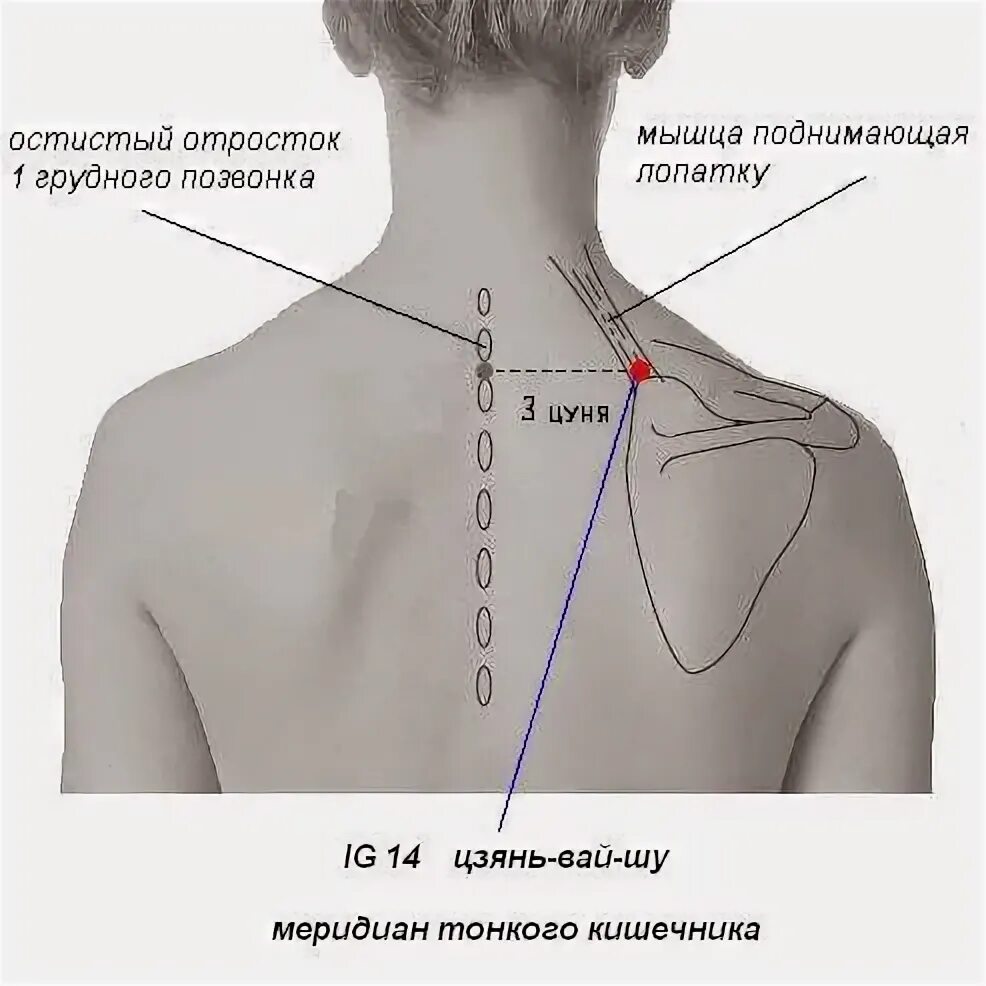 Область точки. Остистый отросток 7 шейного позвонка. Цзянь вай Шу точка. Остистый отросток грудного позвонка. Межосистый отросток ОСИСТЫЙ.