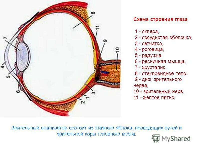 Строение глаза 3 оболочки. Строение глаза 3 оболочки