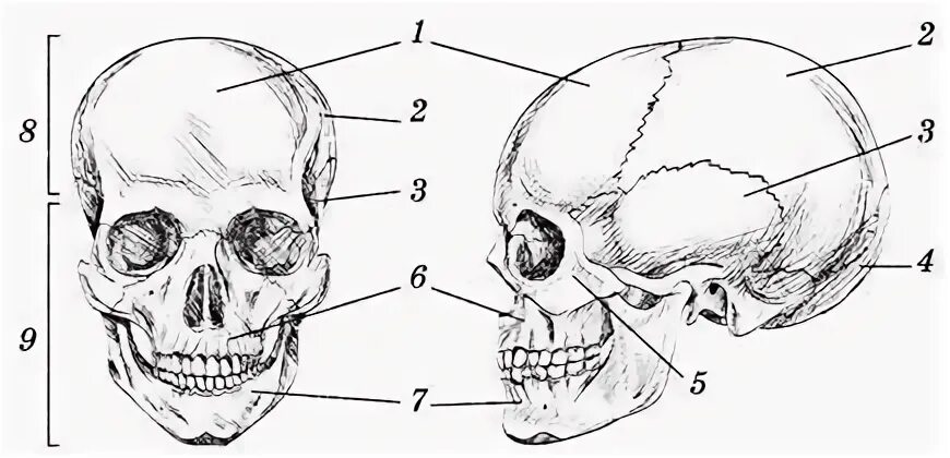 Большие лобные кости. Лобная кость анатомия без подписей. Лобная кость анатомия рисунок. Затылочное отверстие черепа. Скат черепа образован костями.