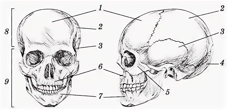 Были бы кости
