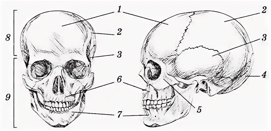 Лобная отдел скелета. Лобная кость анатомия без подписей. Лобная кость анатомия рисунок. Затылочное отверстие черепа. Скат черепа образован костями.