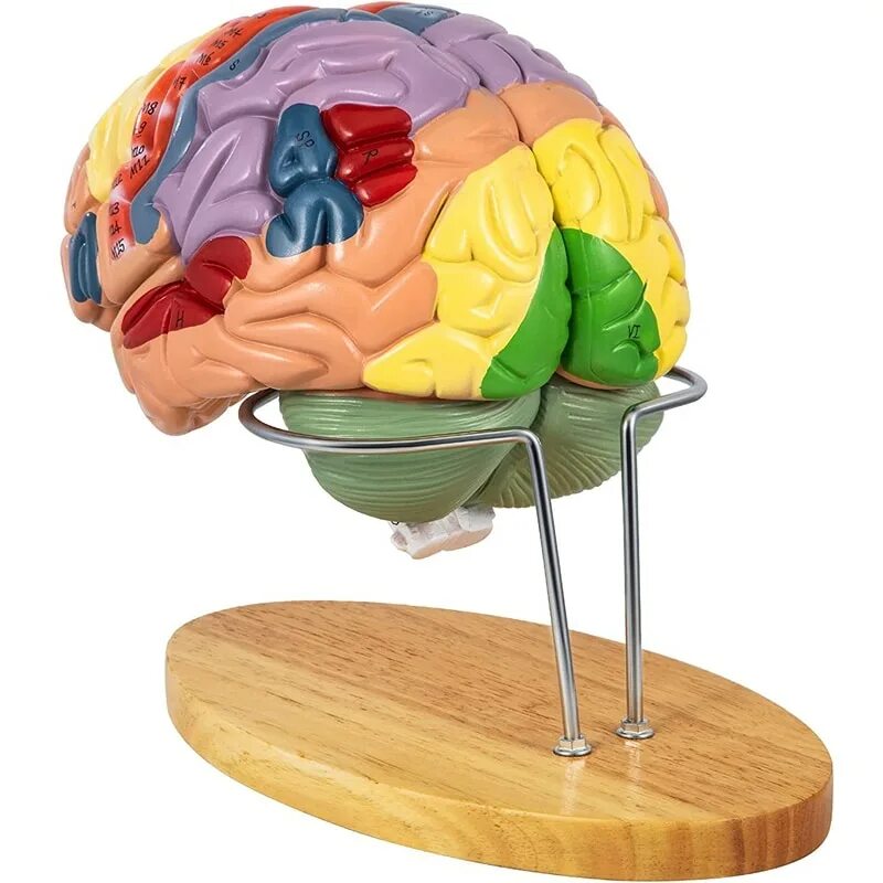 Головной мозг курс. Модель мозга. Модель человеческого мозга. Моделирование человеческого мозга. Модель мозга своими руками для детей.