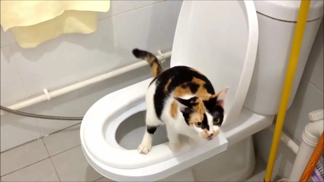Котенок мяукает туалет. Кот на унитазе. Коты которые ходят на унитаз. Кот ходит в туалет. Котики ходят в туалет.
