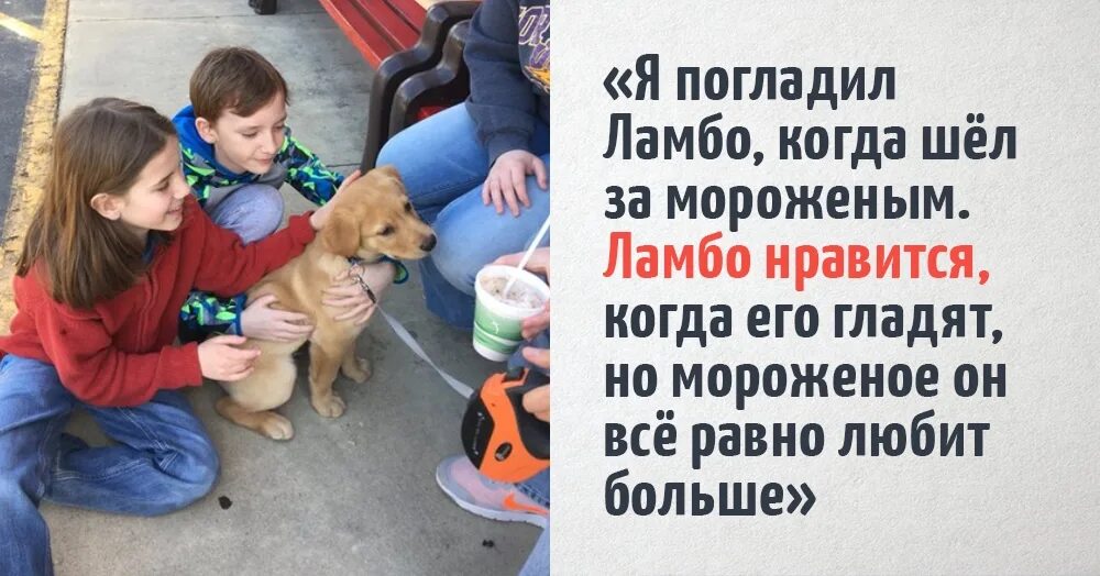 Сонник гладить собаку