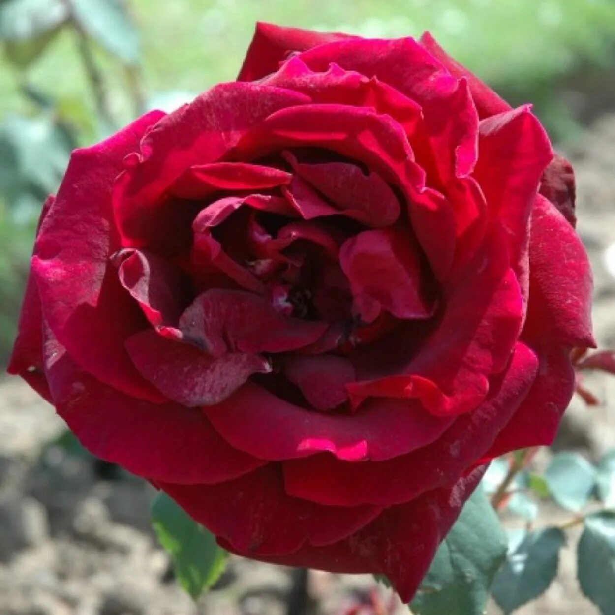 Emperor rise of the middle kingdom. Rosa ‘chrysler imperial’. Emperors rose. Игра emperor rise of the middle kingdom 2. Эрз  imperial rose.
