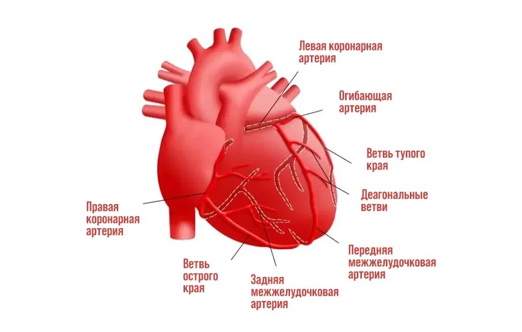 Коронарные артерии сердца схема. Коронарные артерии венечные вены. Венечные артерии сердца анатомия. Левая коронарная артерия.