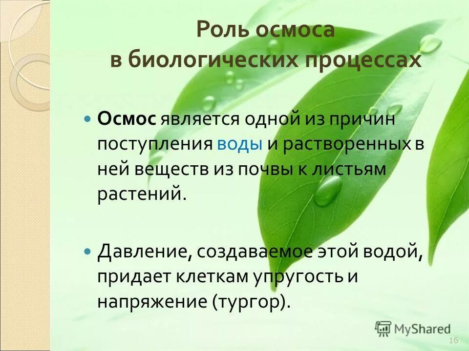 Роль осмоса в биологических системах. Роль осмоса в биологических системах