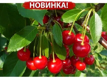 Вишня сорт любская отзывы