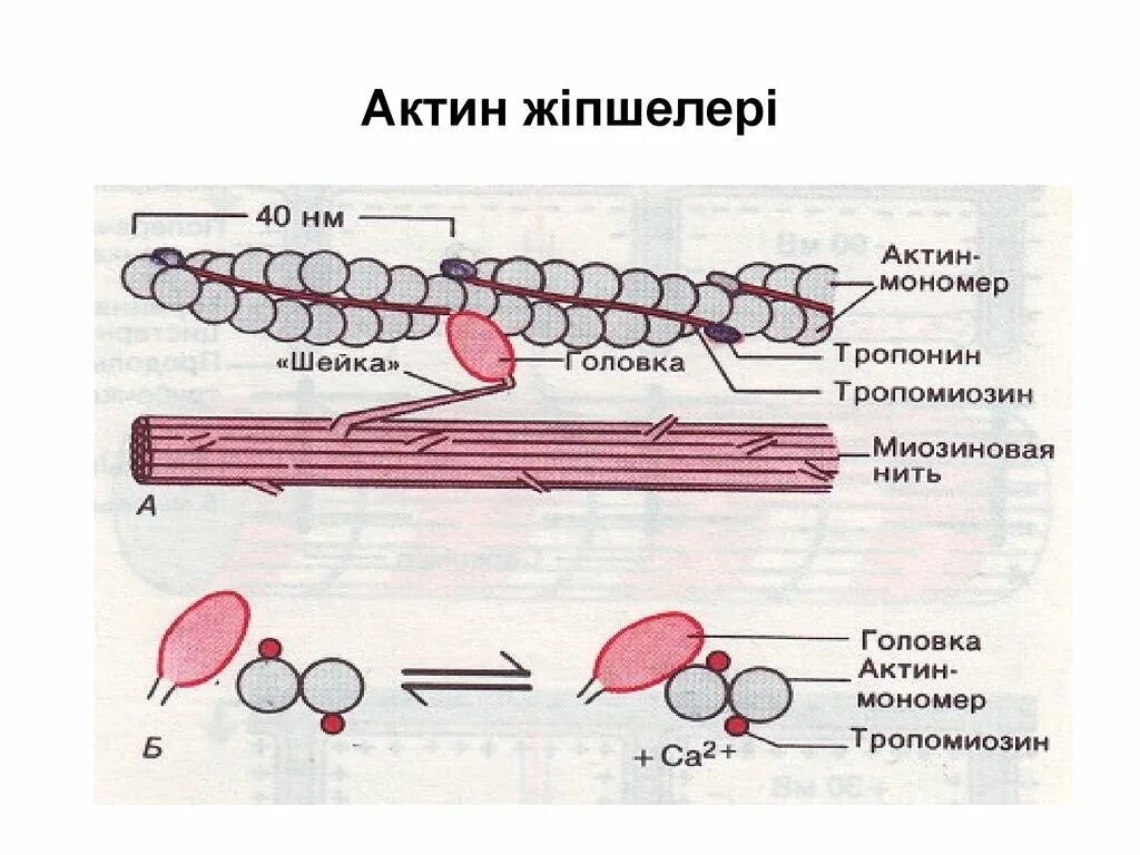 Актин миозин тропонин. Строение актина. Актин структура. Тропонин на актине. Актин ткань