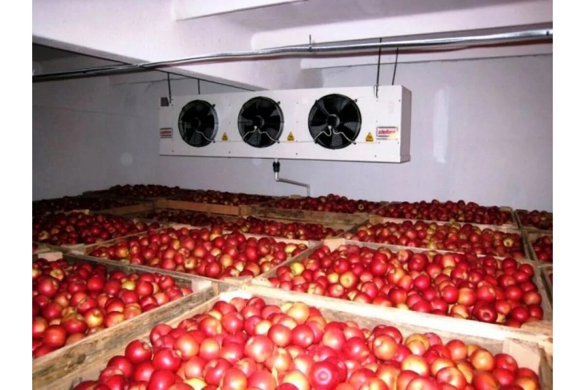 холодильные склады для фруктов. холодильная камера для фруктов. промышленные холодильники для хранения овощей и фруктов. холодильная камера для овощей 30мкв. холодильные камеры для фруктов.