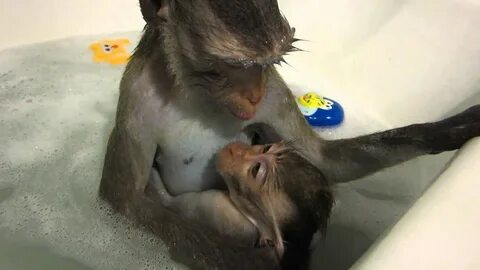 Купание обезьян песни