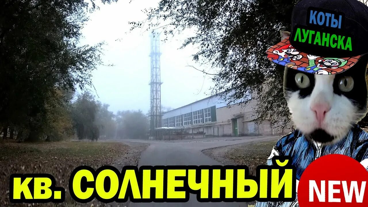 Коты луганска старые видео. Улица котельникова луганск 2015. Коты луганск. Коты луганск. Коты луганска.
