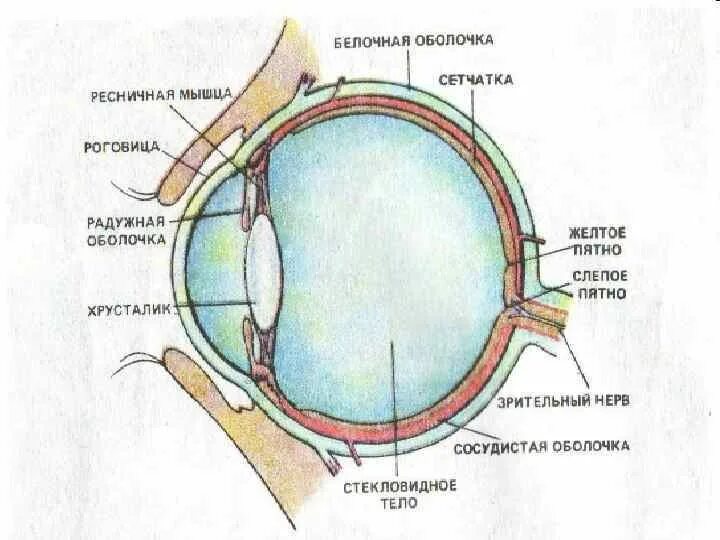 Желтое пятно это. Строение белочной оболочки глаза. Оболочки глазного яблока белочная. Зрительный анализатор желтое пятно. Белочная оболочка склера строение.