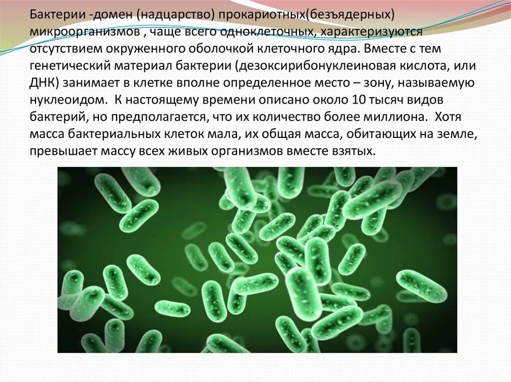 Домен бактерии. Надцарство бактерий. Наследственный материал бактерий. Безъядерные микроорганизмы.
