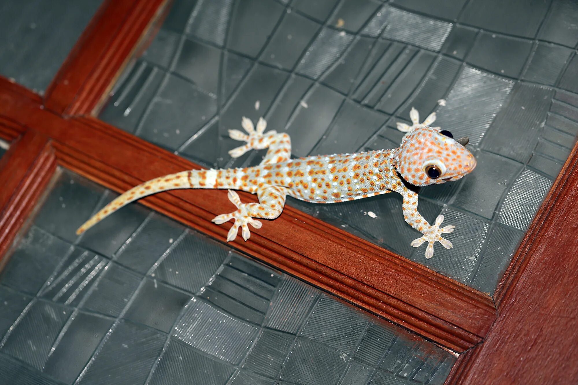 Геккон москва. Якусимский геккон. Токийский геккон. Токи (Gekko Gecko). Ящерица геккон токи.