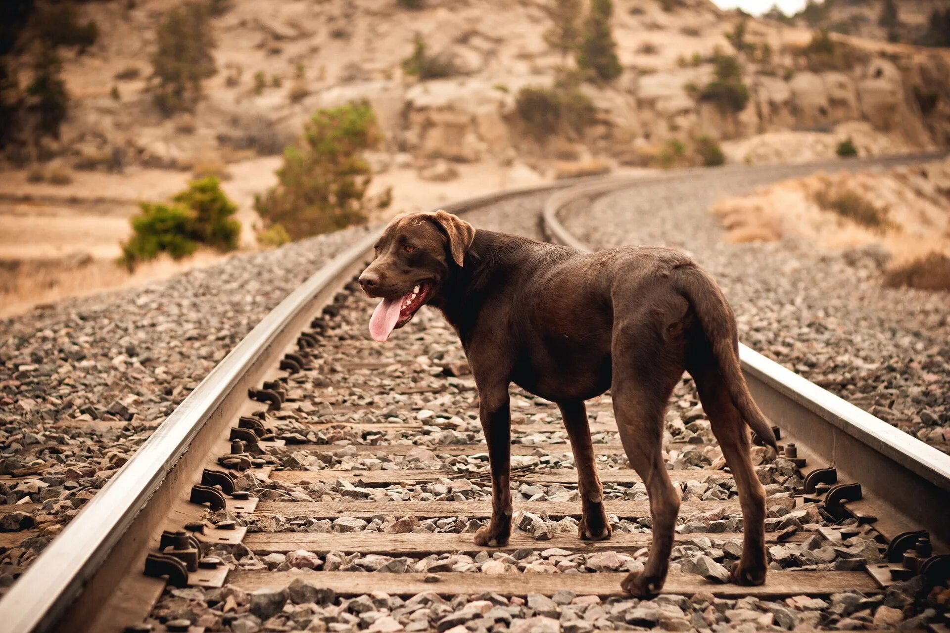 Собака поворачивает голову в сторону резкого звука. Собака уходит. Животные на железной дороге. Собака на железной дороге. Рельсы.