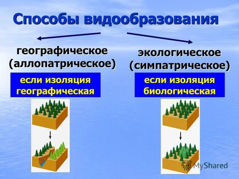 Схема аллопатрического и симпатрического видообразования. Виды видообразования. Процессы образования видов 9 класс. Географический тип видообразования. Процессы образования видов 9 класс.