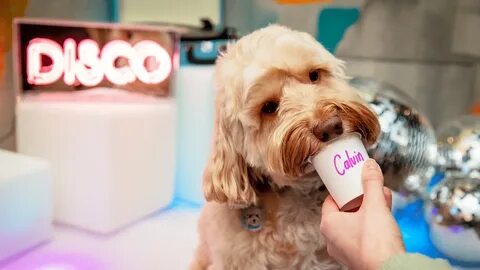 A Super Cute Cockapoo Cafe Is Coming To Manchester With Doggy Mince Pies &a...