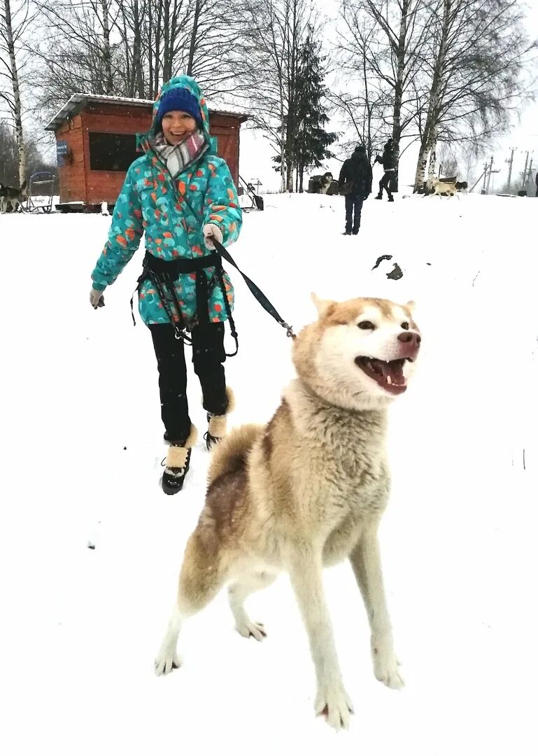 Хаски парк карелия сортавала. Белая руна хаски сортавала. Белая руна хаски. Карелия хаски. Белая руна хаски сортавала.