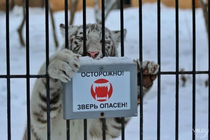 Табличка осторожно дикие животные. Осторожные звери. Осторожно звери. Осторожно звери. Таблички в зоопарке.