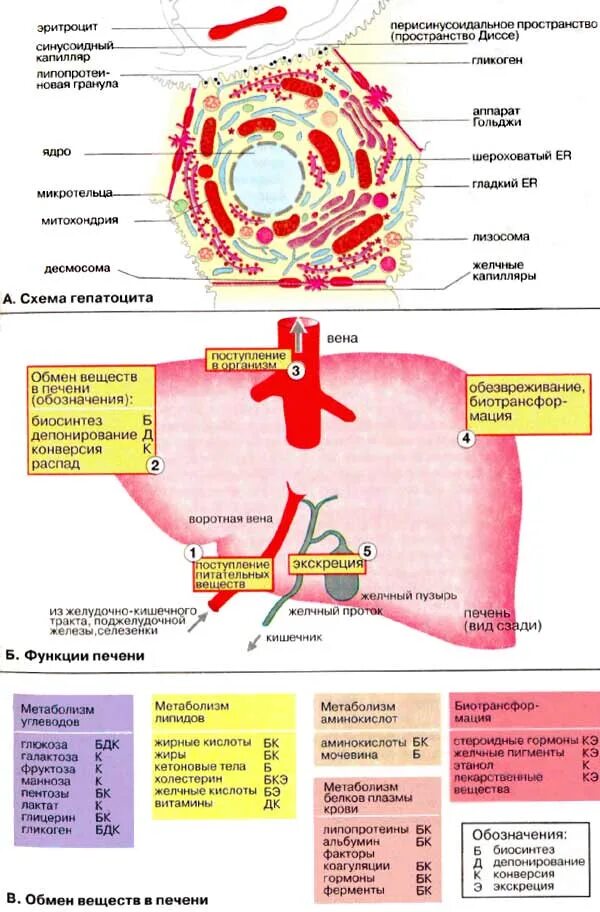 Клетки печени в крови. Функции гепатоцитов печени. Схема гепатоцита. Функции печеночных клеток. Схема метаболизма в гепатоцитах.