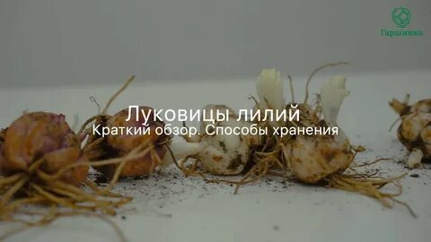 Лилии луковицы в москве
