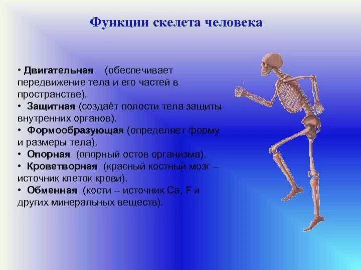Функции скелета. Функции скелета человека. Опорно двигательный аппарат скелет. Опорная функция скелета человека. Что определяет скелет