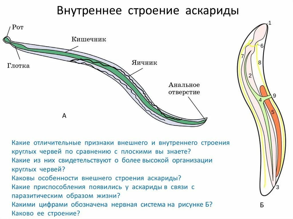 Круглые черви аскарида строение. Аскарида человеческая строение. Анатомия самки аскариды. Строение круглого червя аскариды.