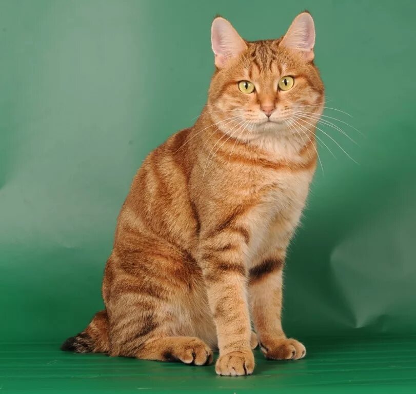 бобтейл рыжий фото. курильский бобтейл кот рыжий. бобтейл кошка рыжий. курильский бобтейл рыжий. курильский бобтейл.